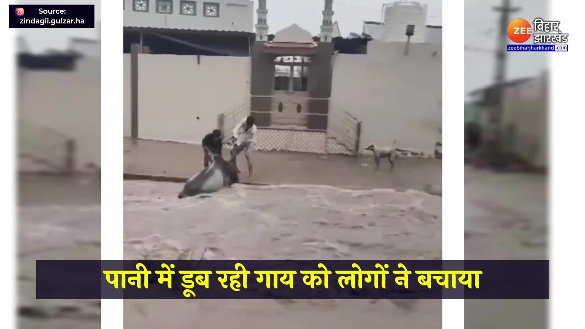 People saved Life Of Cow Drowning In Water Video Viral On Social Media Viral Video पानी में