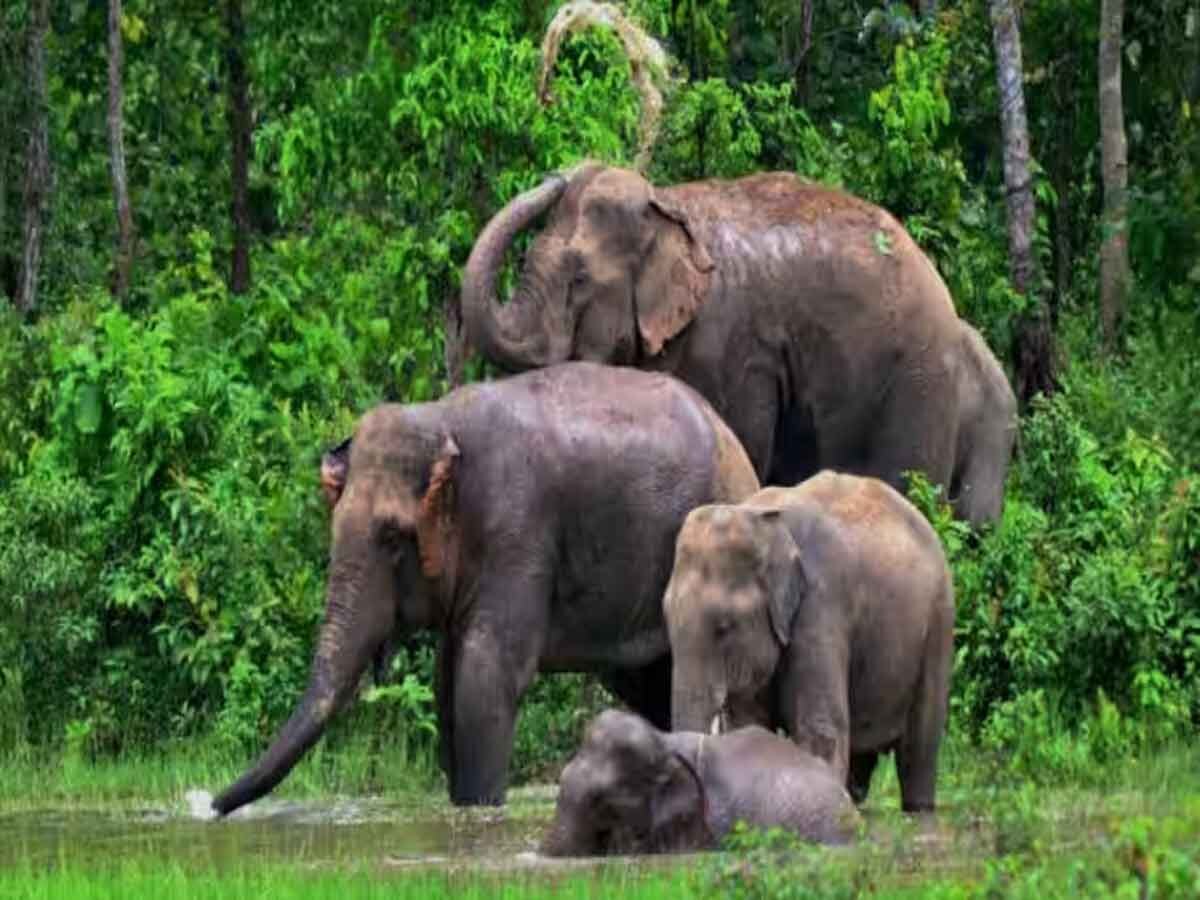 तमिलनाडु में उग रही यह ‘घास’ बनी हाथियों के लिए बड़ी परेशानी, क्या है पूरा मामला? 