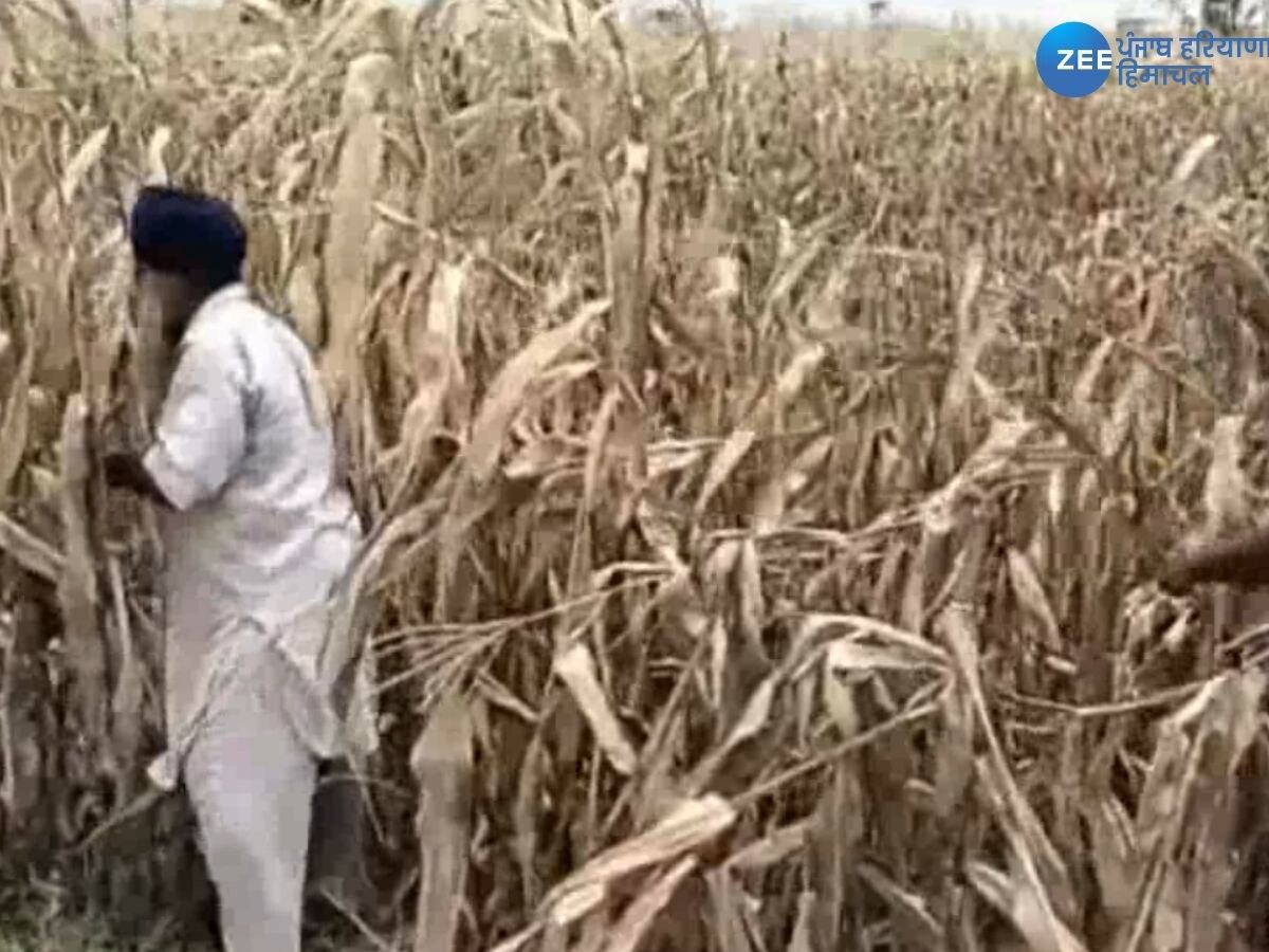 Punjab News:  ਠੇਕੇ 'ਤੇ 10 ਕਿਲੇ ਲੈਕੇ ਕੀਤੀ ਮੱਕੀ ਦੀ ਖੇਤੀ, 'ਨਾ ਰਿਹਾ ਟਰੱਕ ਤੇ ਨਾ ਰਹੀ ਫ਼ਸਲ'; ਹੜ੍ਹ ਨਾਲ ਹੋਈ ਖ਼ਰਾਬ