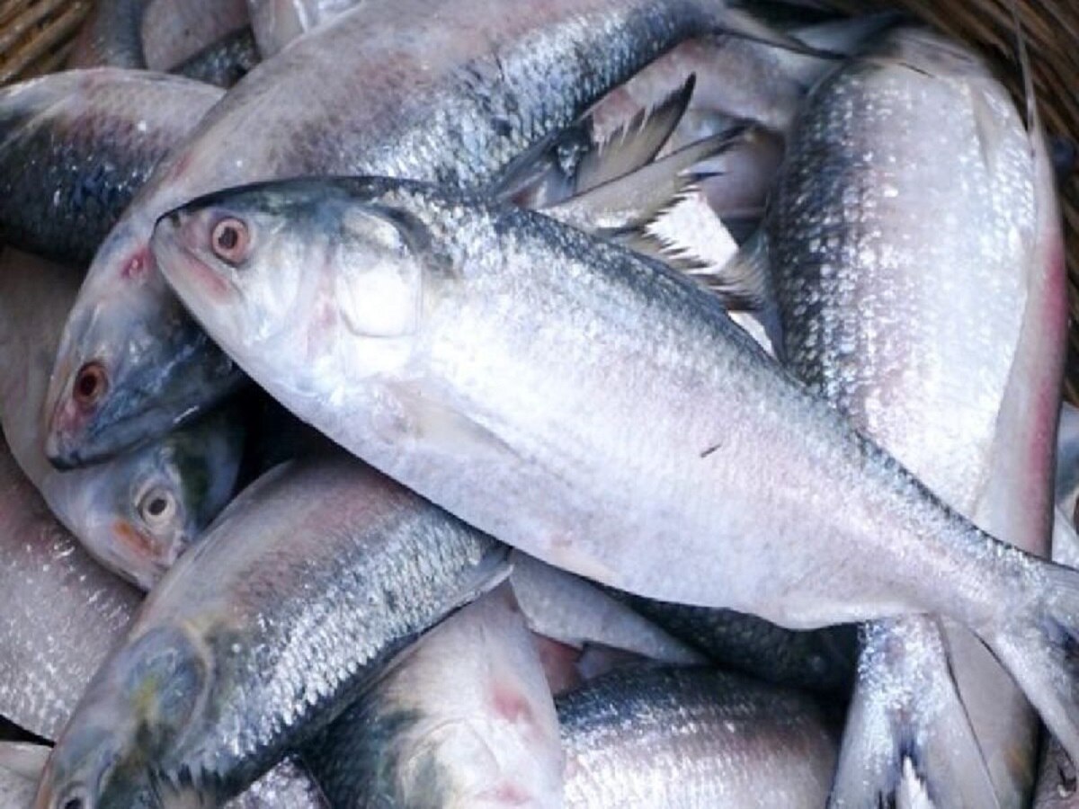 Ilish Price Today: ଜାଲରେ ପଡିଲେଣୀ ଇଲିସି, ଜାଣନ୍ତୁ କିଲୋ ପ୍ରତି ଦାମ୍ କେତେ?