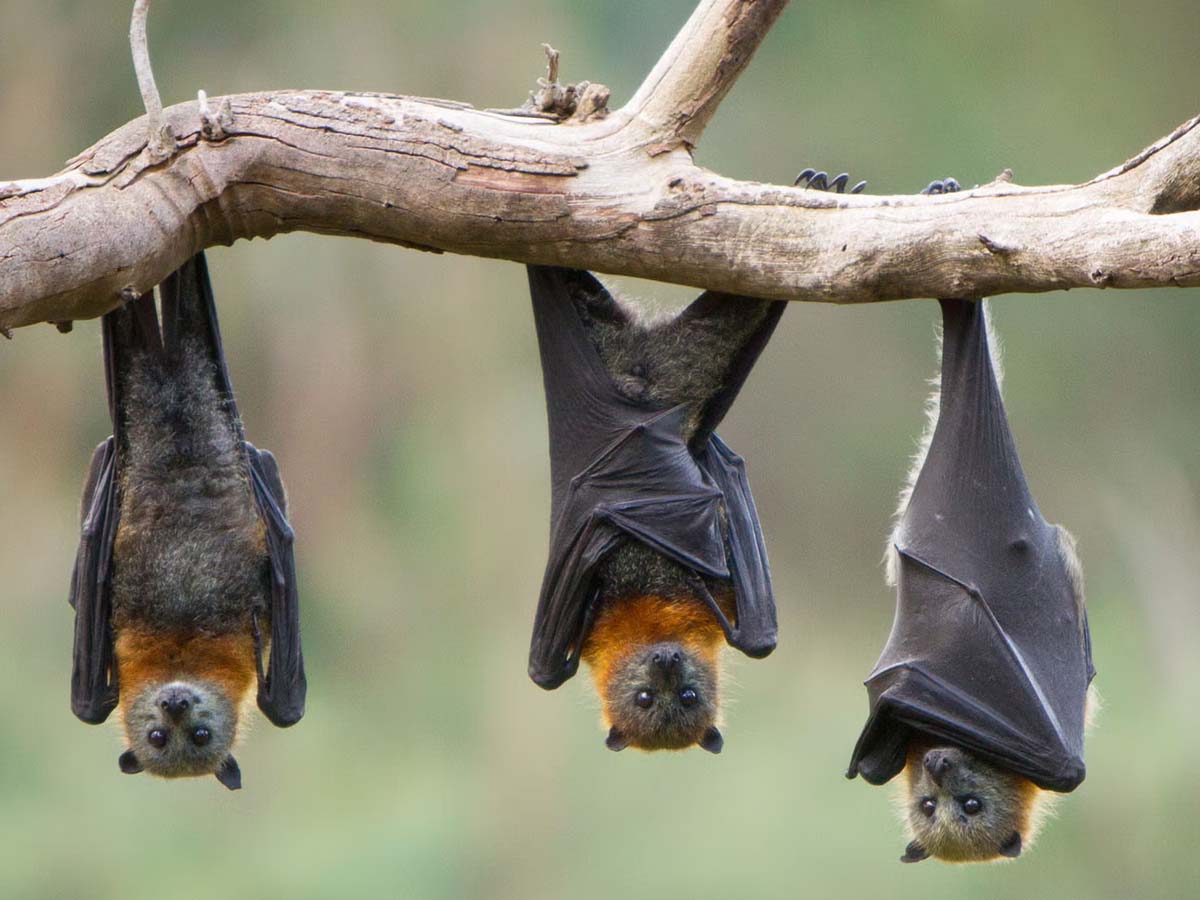 bat is dangerous cause to spread any virus scientists warned against bat