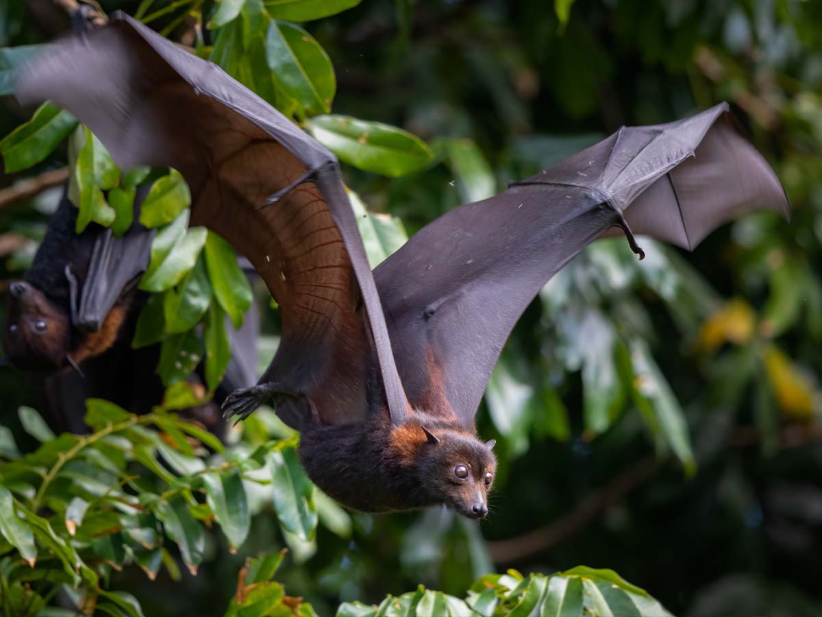 Bat Danger bat is dangerous cause to spread any virus scientists warned against bat