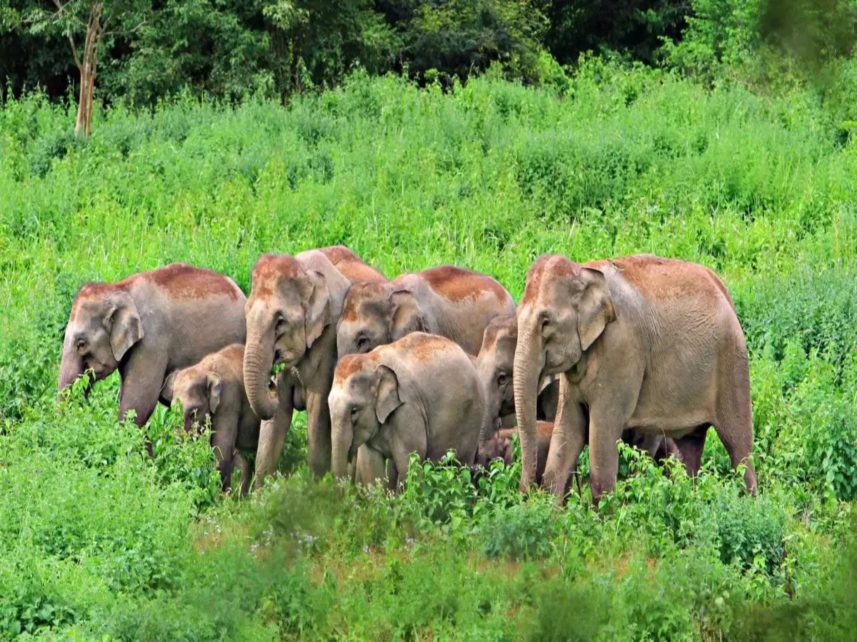 Tamil Nadu Elephant News: ହାତୀଙ୍କ ପାଇଁ ଚିନ୍ତା ବଢାଇଛି ଘାସ; ଖାଦ୍ୟ ପାଇଁ କରିବାକୁ ପଡ଼ିପାରେ ସଂଘର୍ଷ 