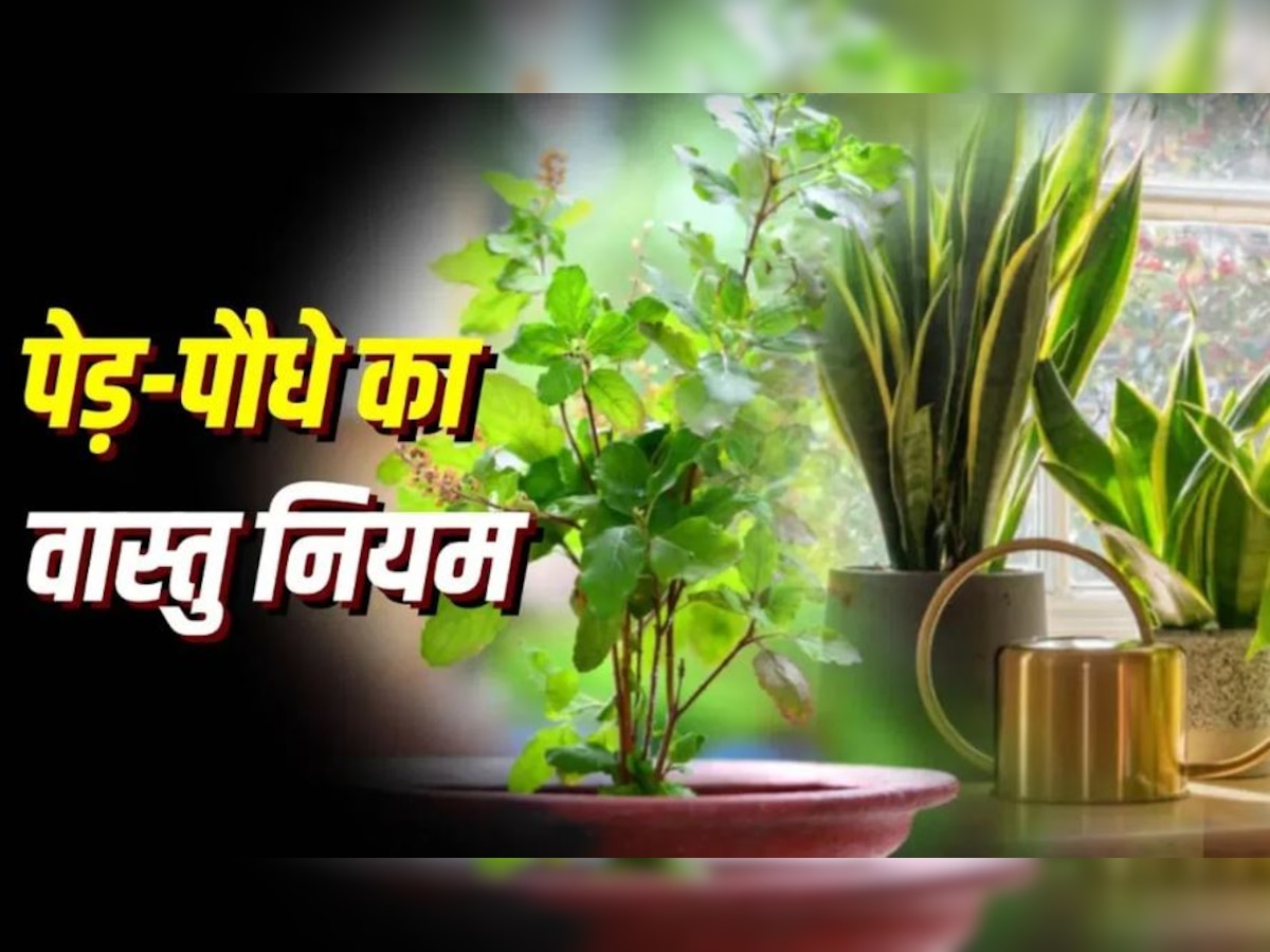 Nairitya Disha: घर में समृद्धि के लिए पौधे सही दिशा में रखें, जानिए किसे कहते हैं नैऋत्य दिशा