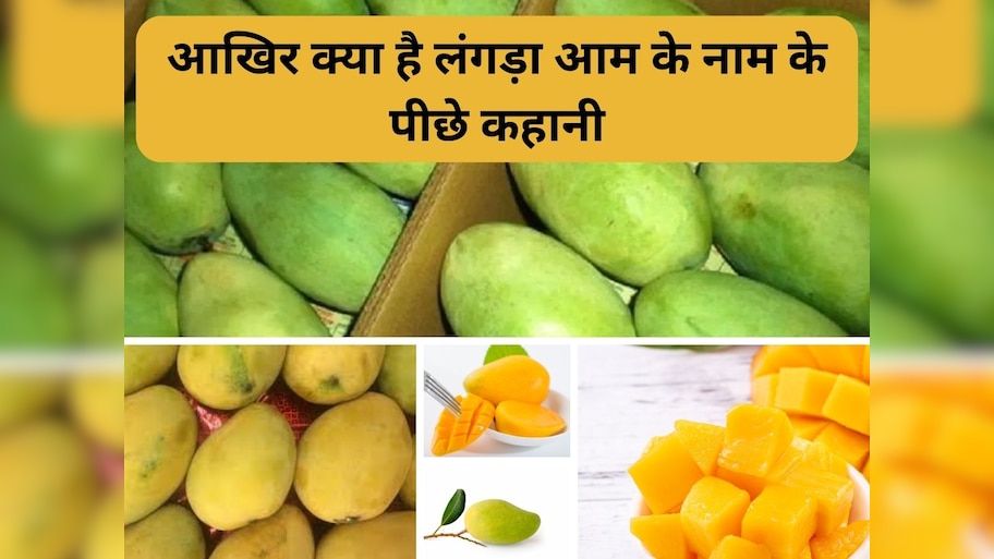 GK Amazing Facts History of banarasi langda mango is 300 years old know ...