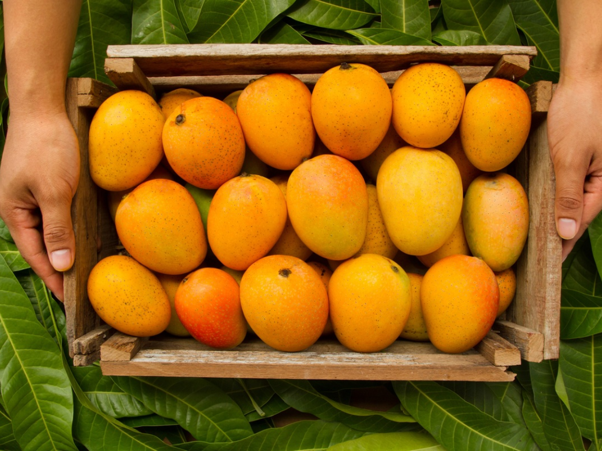 Daily GK Quiz: बताएं आखिर भारत के किस शहर को आमों का शहर कहा जाता है? Daily GK Quiz: बताएं आखिर भारत के किस शहर को आमों का शहर कहा जाता है?