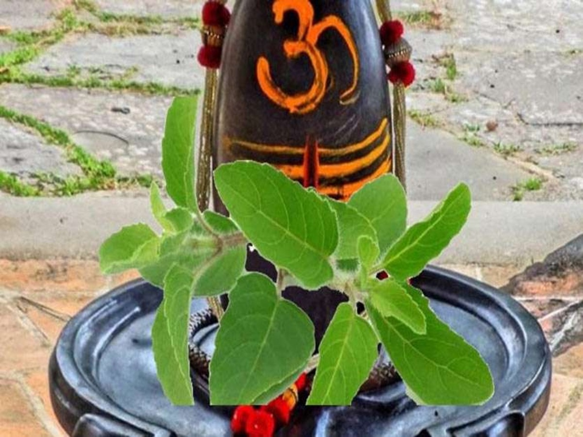 tulsi shivling plant tips