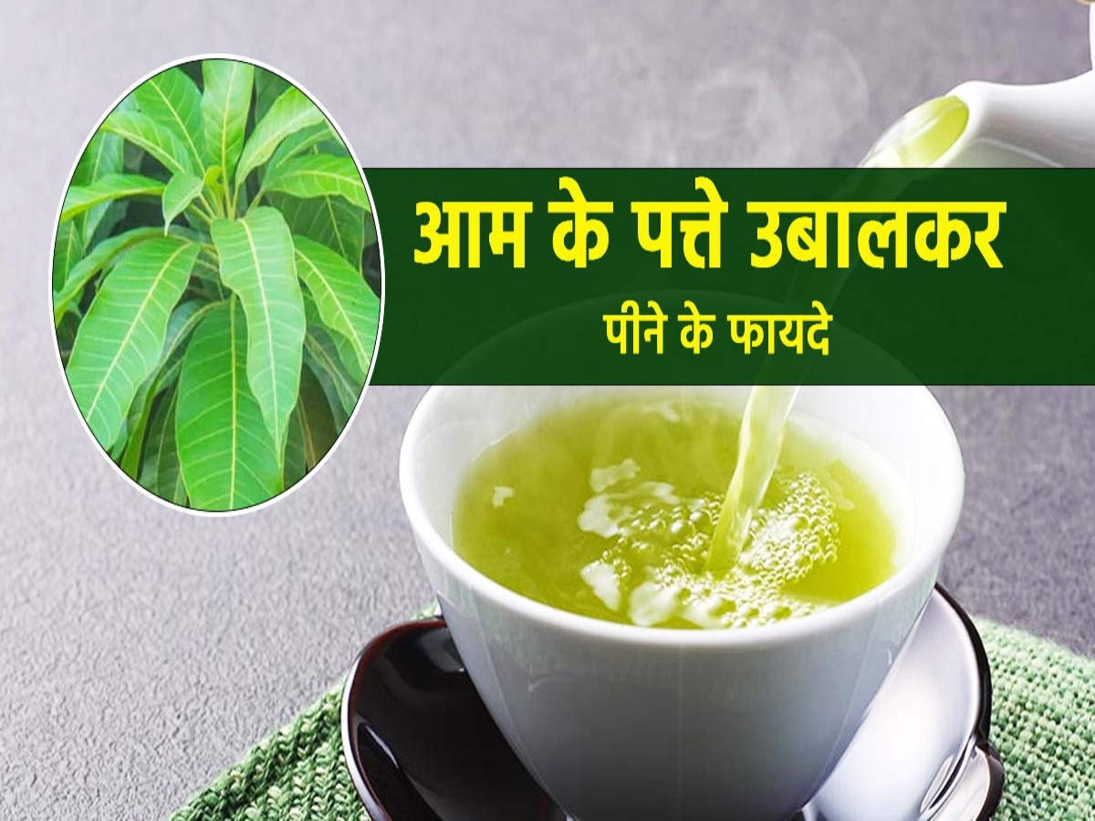 Benefits of drinking boiled mango leaves aam ke patti ke fayde diabetes