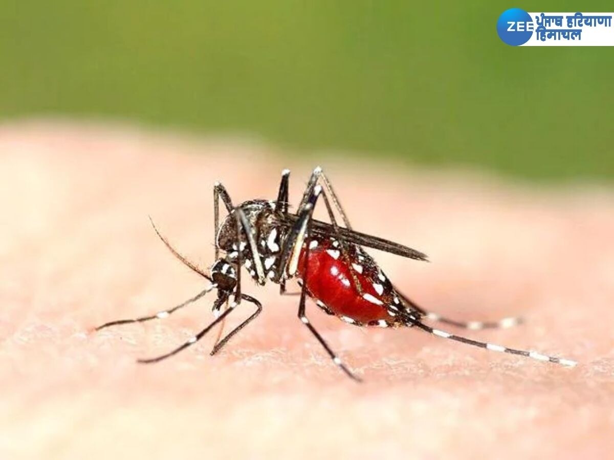 Punjab Dengue Cases: ਹੜ੍ਹਾਂ ਤੋਂ ਬਾਅਦ ਡੇਂਗੂ ਨੇ ਦਿੱਤੀ ਦਸਤਕ, ਇਸ ਜ਼ਿਲ੍ਹੇ 'ਚ ਹੁਣ ਤੱਕ ਆਏ 74 ਕੇਸ 