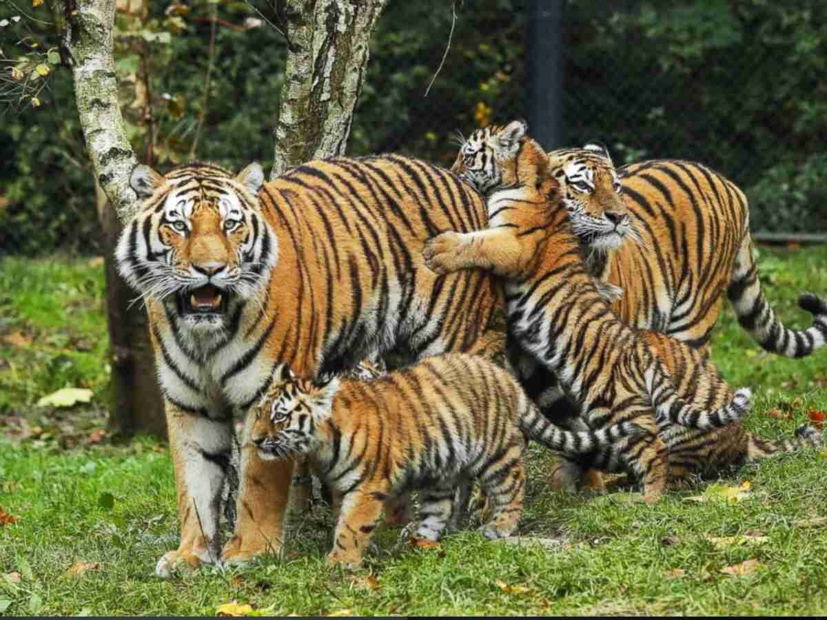Ranthambore Tigress : सवाई माधोपुर के जंगल में आए 3 नन्हे मेहमान, बाघों की संख्या हुई 80 से ज्यादा