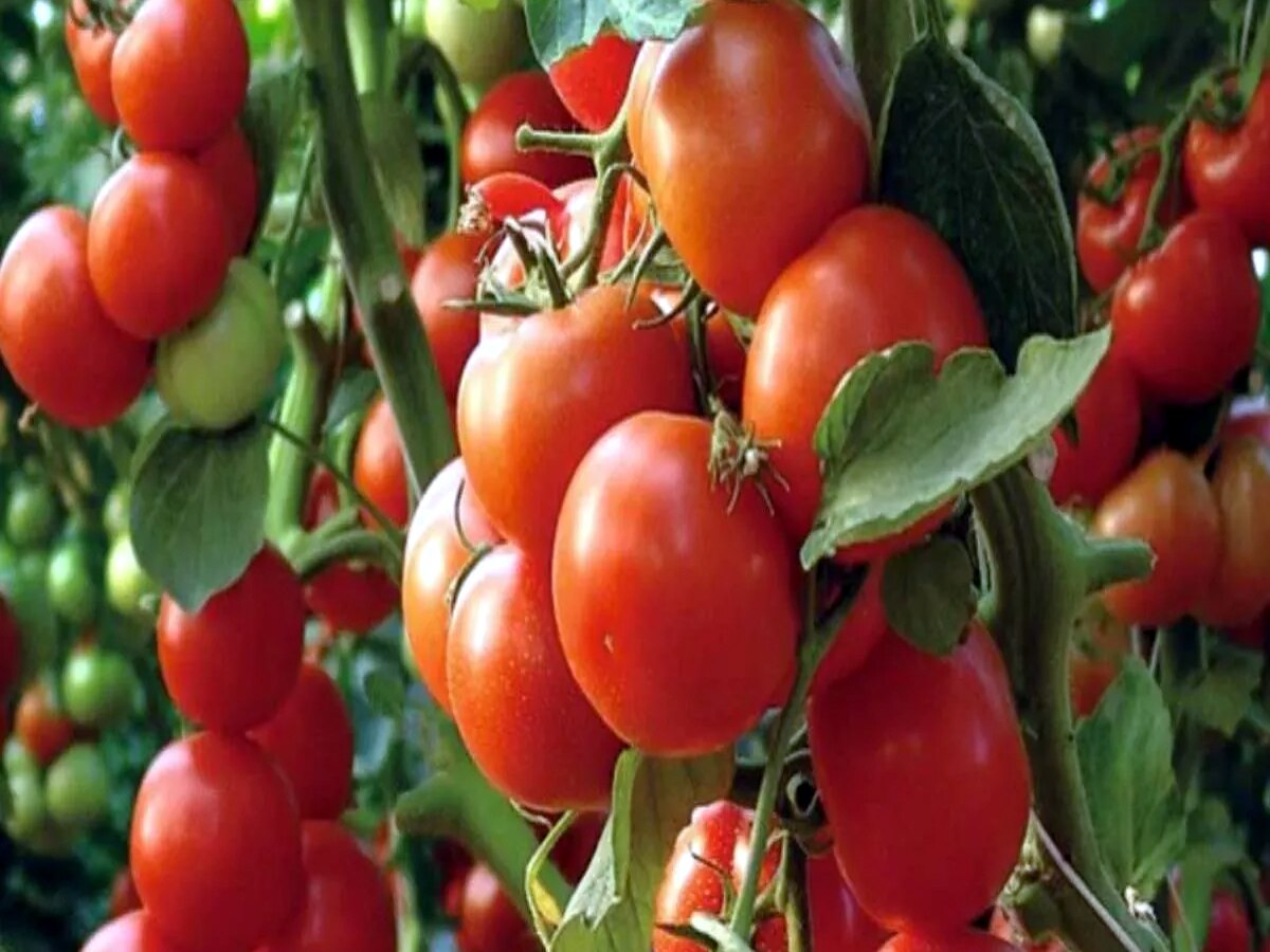 tomato-brightened-fortune-farmer-earned-two-crore-rupees-in-15-days