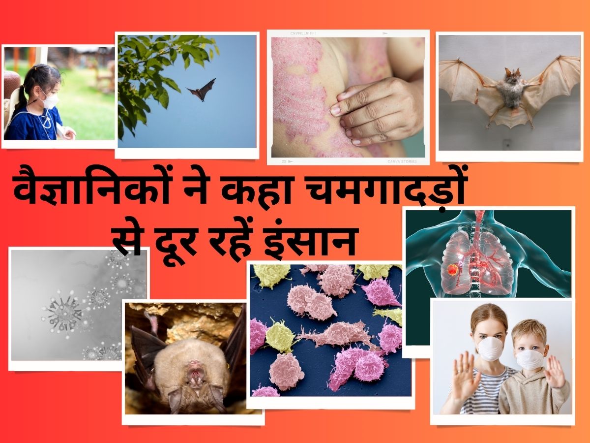 GK: रिसर्च में सामने आया चमगादड़ है बेहद खतरनाक, जानिए वैज्ञानिकों ने क्यों की इंसानों को इनसे दूर रहने की अपील GK: रिसर्च में सामने आया चमगादड़ है बेहद खतरनाक, जानिए वैज्ञानिकों ने क्यों की इंसानों को इनसे दूर रहने की अपील