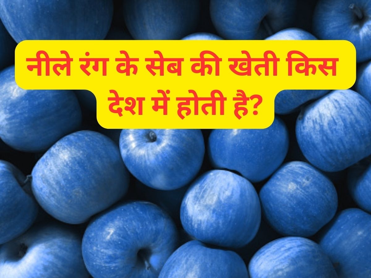 Quiz: नीले रंग के सेब की खेती किस देश में होती है?
