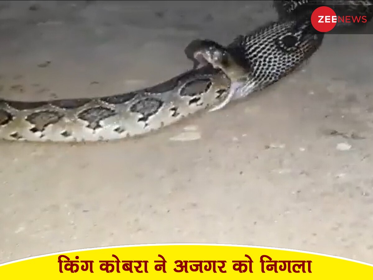 King Cobra ने कैमरे के सामने निगला पूरा का पूरा अजगर, सांसें थामकर ही देखिए ये खौफनाक Video