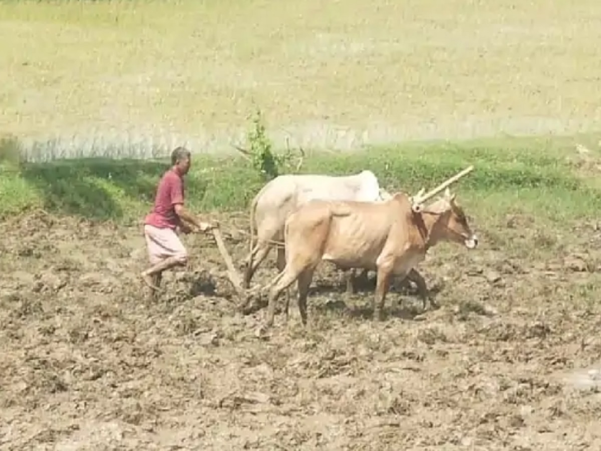 Jharkhand Weather: झारखंड में फिर सूखे की आहट, बारिश के इंतजार में खेतों में सूख रहे है बिचड़े 