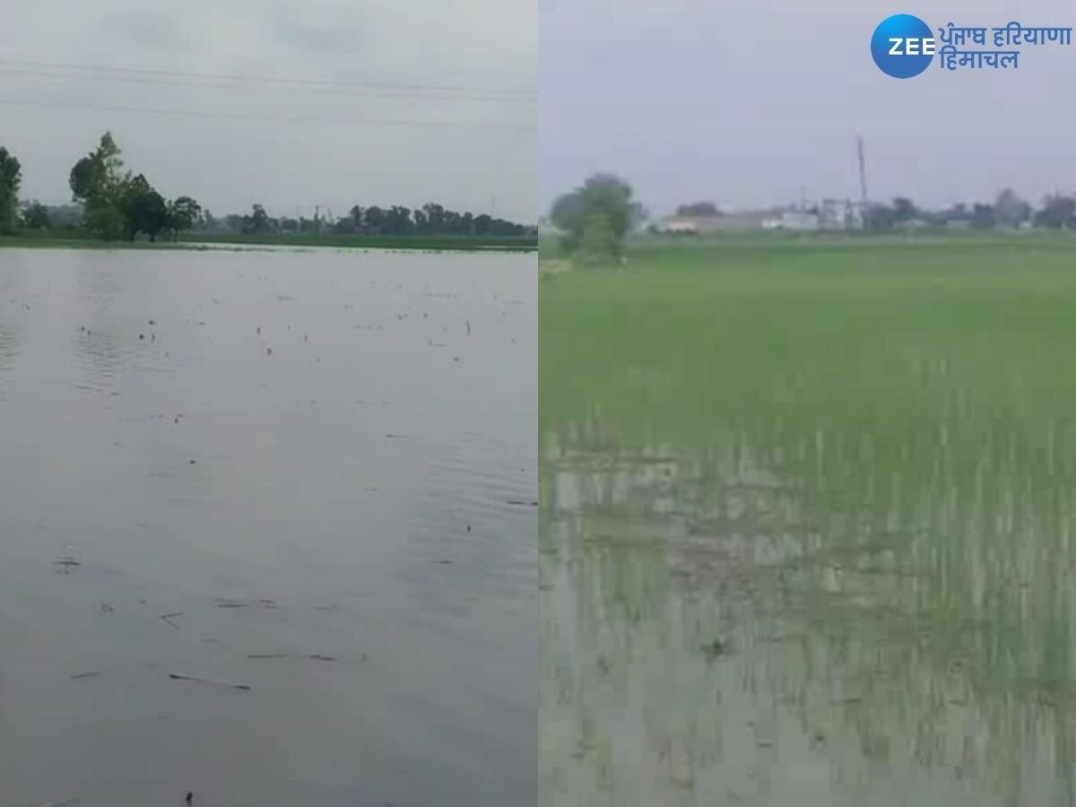 Punjab Flood News: ਬਾਰਿਸ਼ ਨੇ ਮੁੜ ਕਿਸਾਨਾਂ ਦੇ ਸਾਹ ਸੂਤੇ! 500 ਏਕੜ ਤੋਂ ਵੱਧ ਫ਼ਸਲ ਹੋਈ ਪ੍ਰਭਾਵਿਤ
