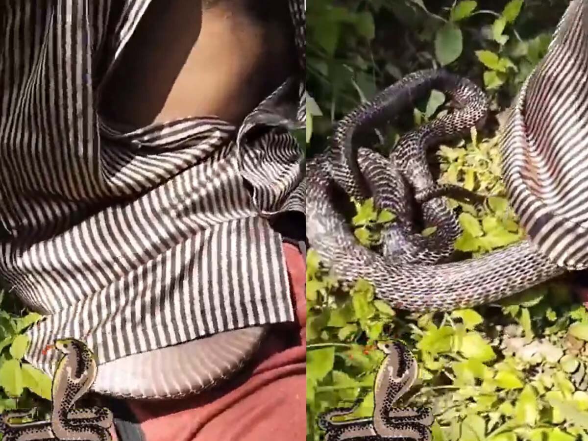 Viral Cobra Video: भोजन के बाद सुस्ताने के लिए पेड़ के नीचे बैठा था युवक, तभी कमीज में घुस गया 10 फुट लंबा जहरीला कोबरा; फिर...