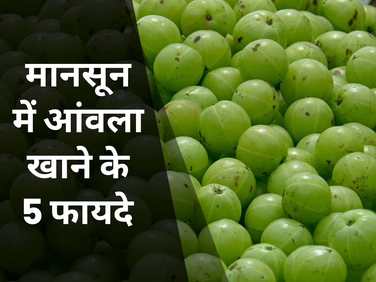 Amla is no less than nectar in monsoon provide benefits to body with