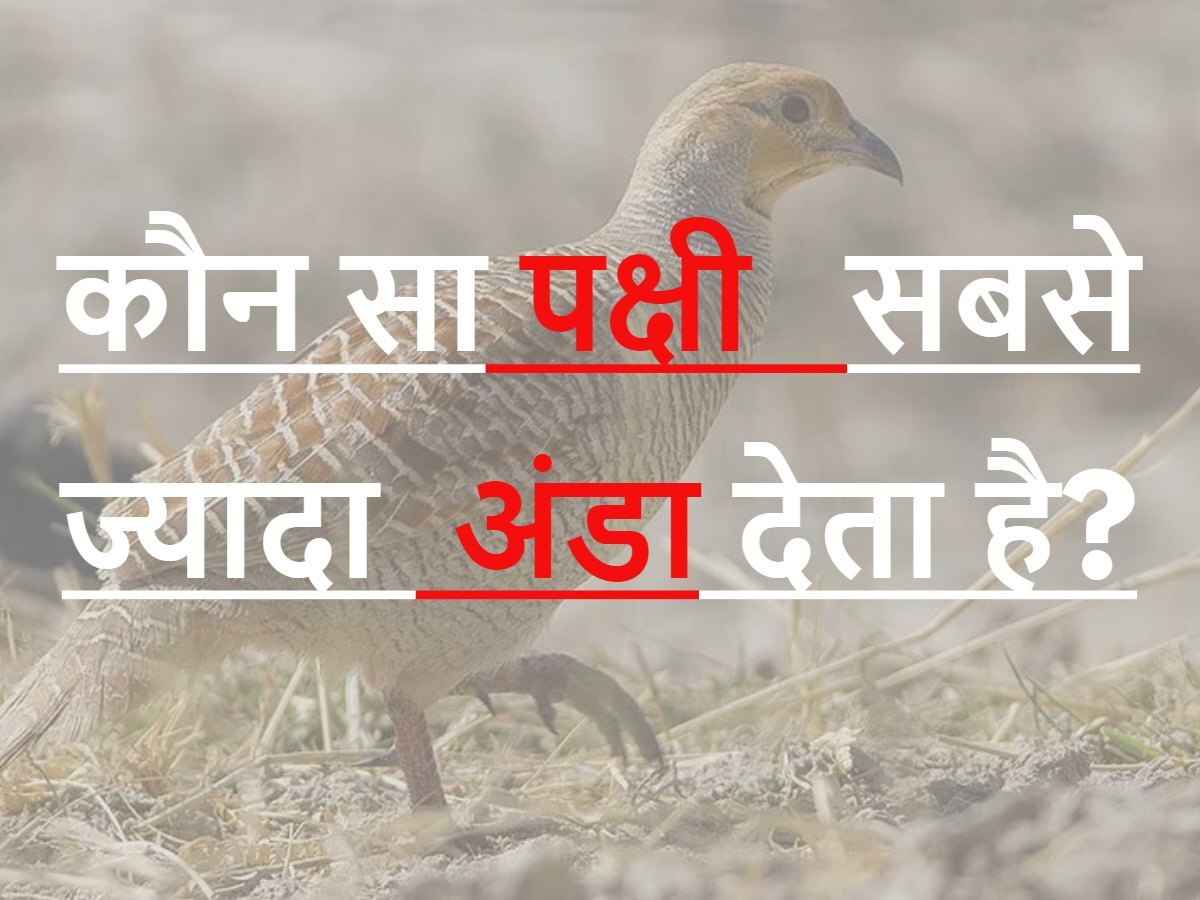 Quiz: कौन सा पक्षी सबसे ज्यादा अंडा देता है?