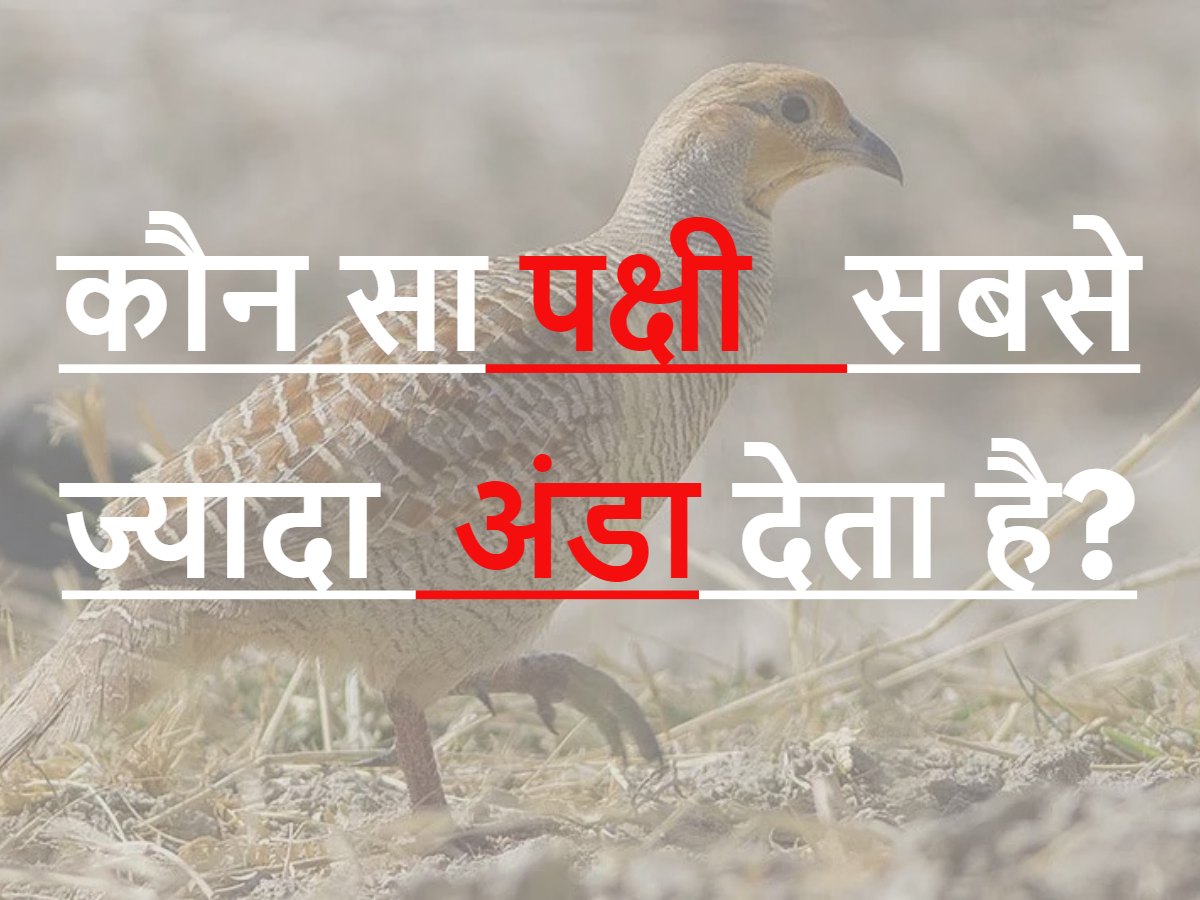 Quiz: कौन सा पक्षी सबसे ज्यादा अंडा देता है? Quiz: कौन सा पक्षी सबसे ज्यादा अंडा देता है?