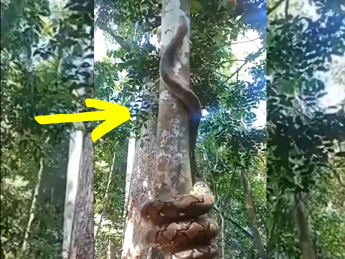 Snake Video James Bond became python climbed a tree trending on twitter