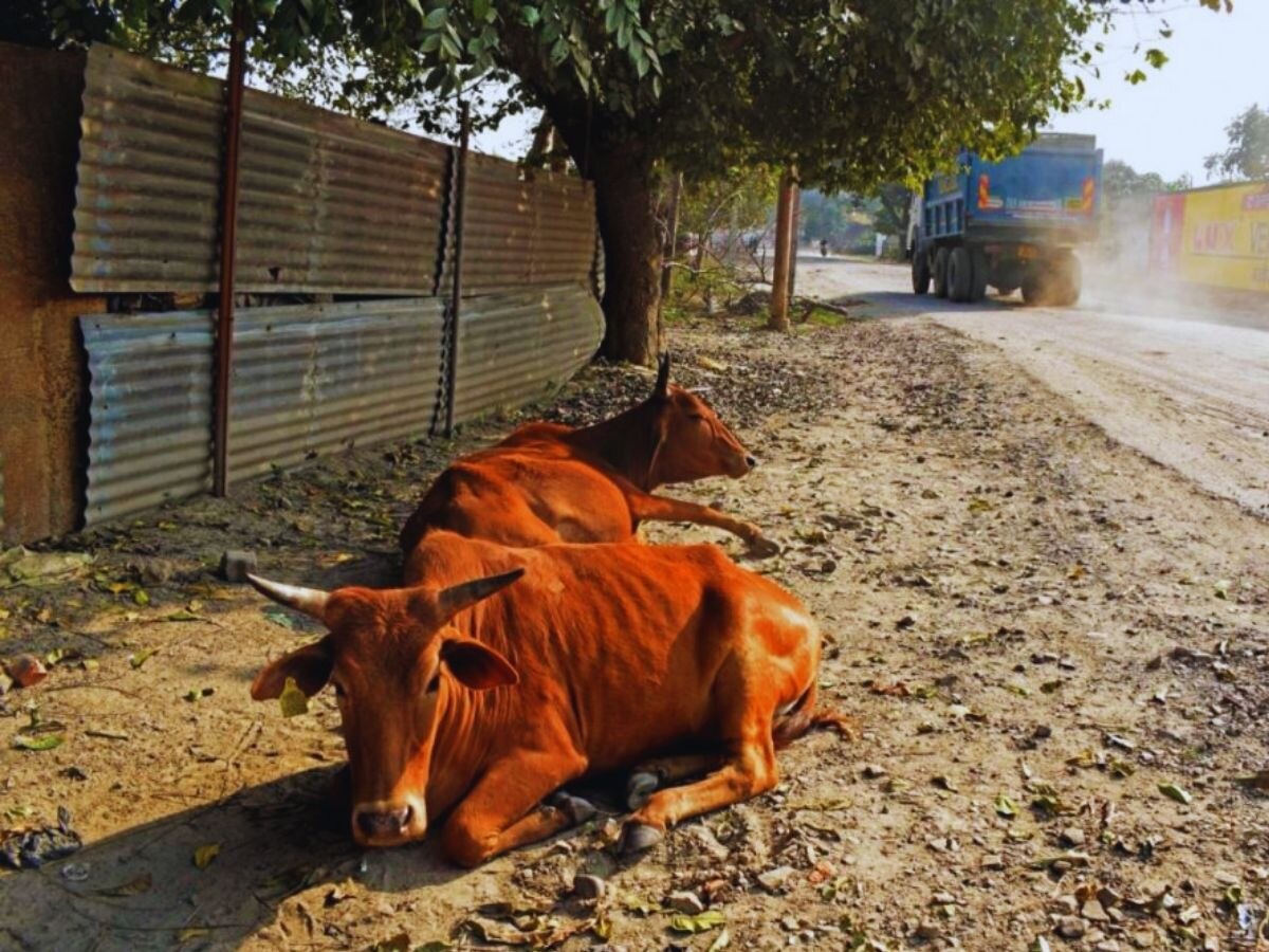 Condition of Stray Cows in Madhya Pradesh