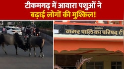 टीकमगढ़ में आवारा पशुओं ने बढ़ाई लोगों की मुश्किल!