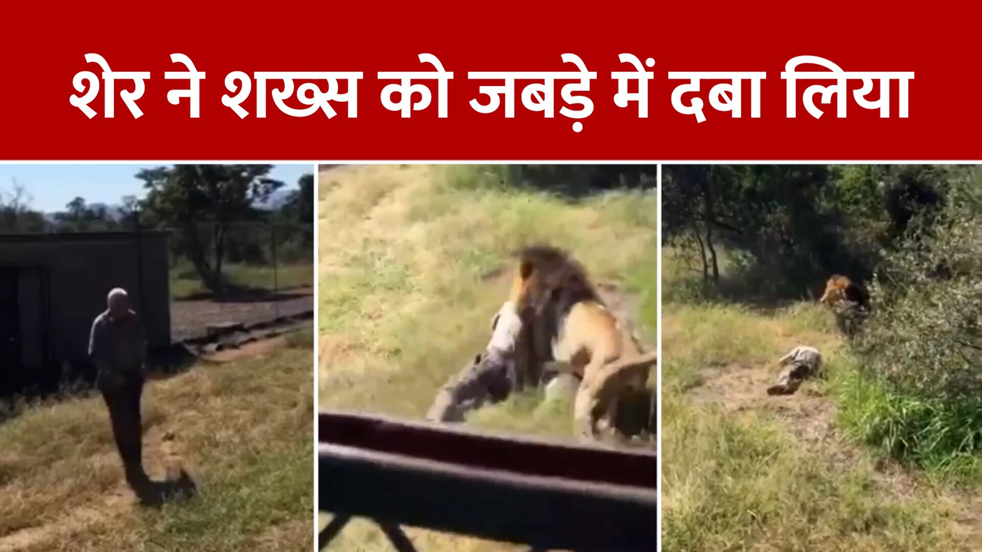 Animal Viral Video This old man entered the lion enclosure sher ke bade me ghus gya bujurg saksh