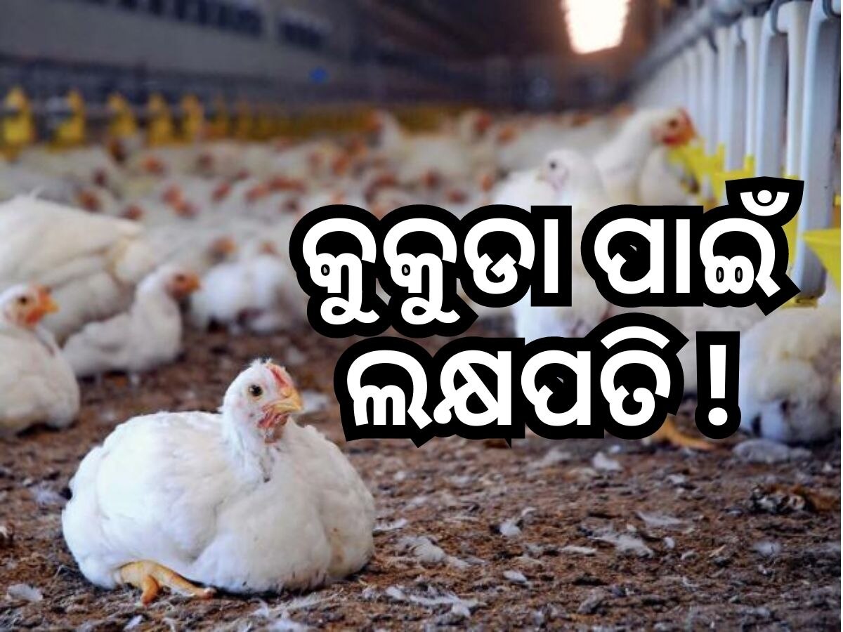 Poultry Farming: କୁକୁଡ଼ା ଚାଷ କରି ଲକ୍ଷପତି ହେଲେ ଯୁବକ