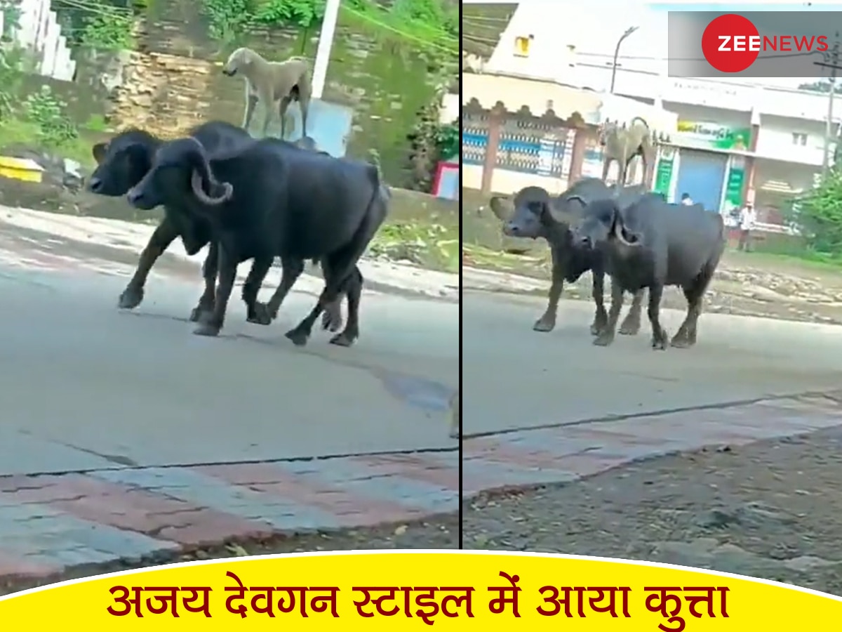 अजय देवगन स्टाइल में दो भैंसों पर चढ़कर आया कुत्ता, Video देखते ही लोग बोले- क्या स्टंट है