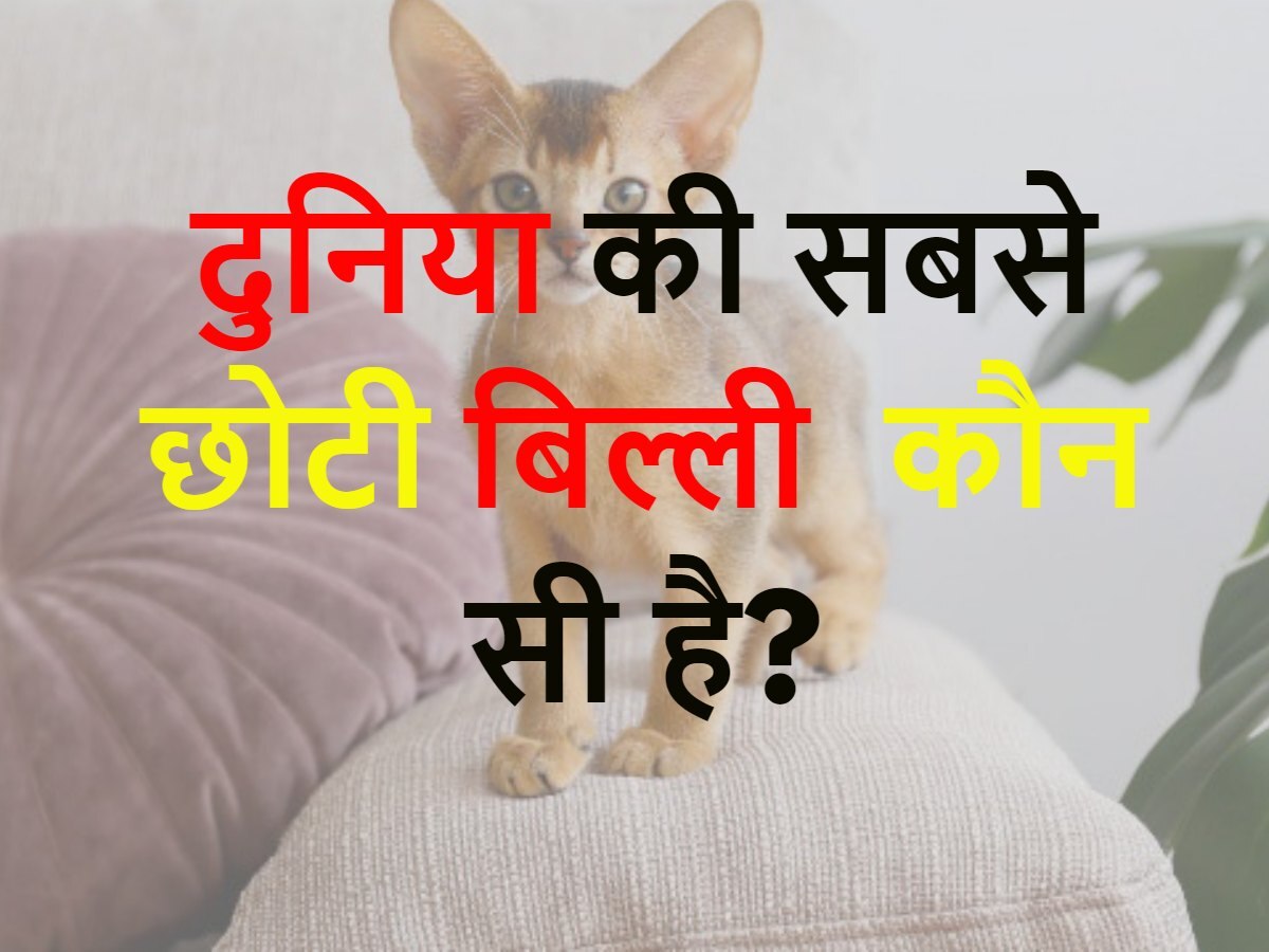 Quiz: दुनिया की सबसे छोटी बिल्ली कौन सी है?