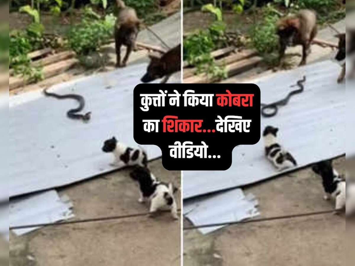 Viral Video: पिल्लों को बचाने के लिए कुत्तों ने किया "कोबरा" का शिकार, देखिए VIDEO