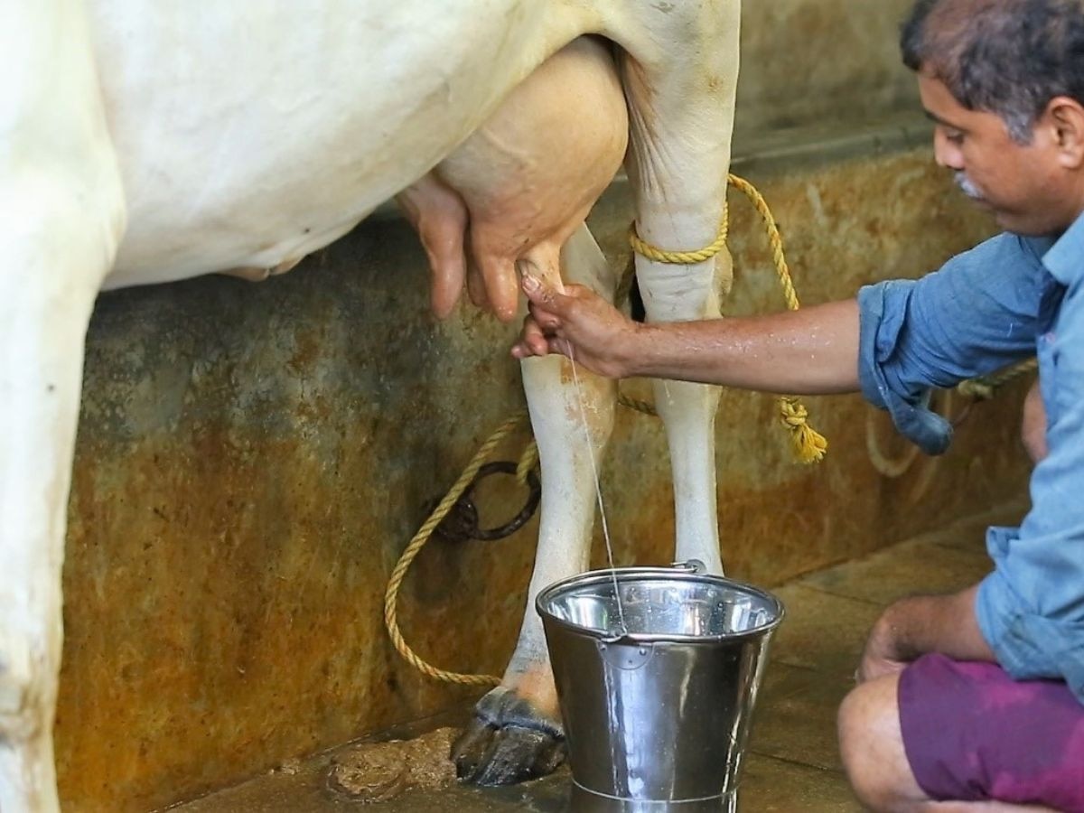 Milk Price: ଗ୍ରାହକଙ୍କୁ ଆଉ ଏକ ଝଟକା, ବଢିଲା କ୍ଷୀର ଦର !