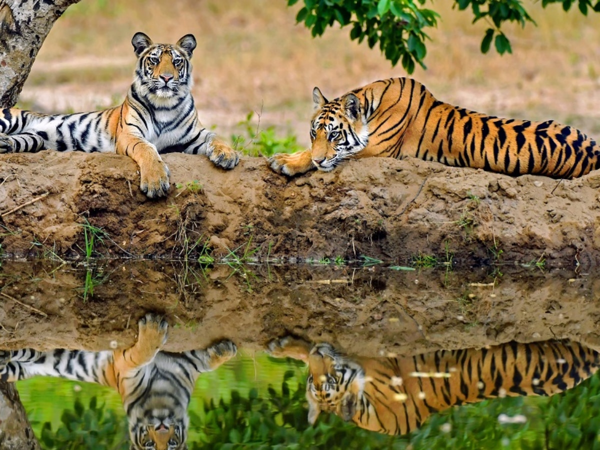 World Tiger Day: आज आएंगे आंकड़े, क्या MP टाइगर स्टेट का दर्जा रहेगा बरकरार, बांधवगढ़ ने जगाई आस