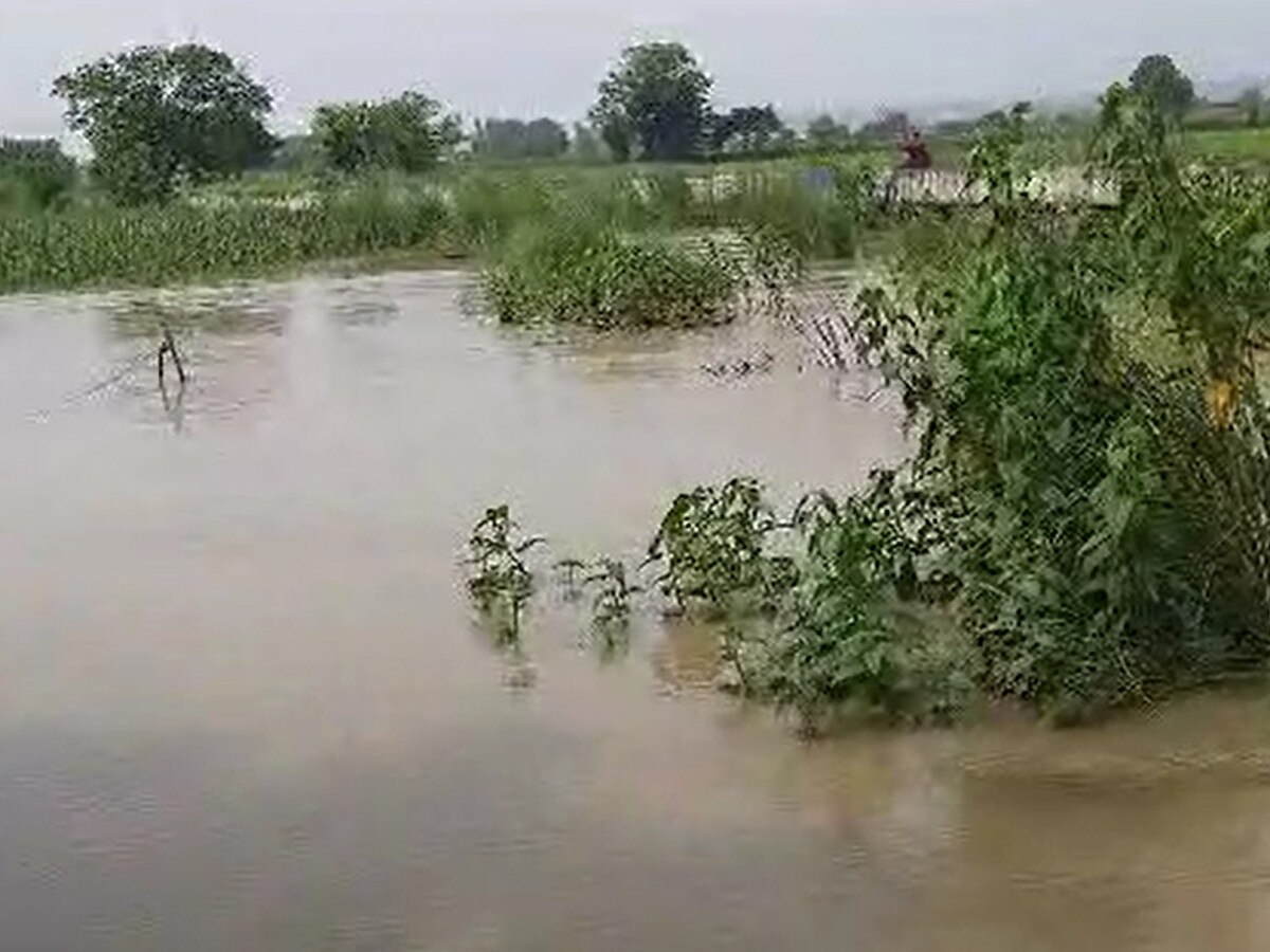 Himachal Pradesh News: पौंग बांध से पानी छोड़ने के बाद खेतों में हुआ जलभराव  