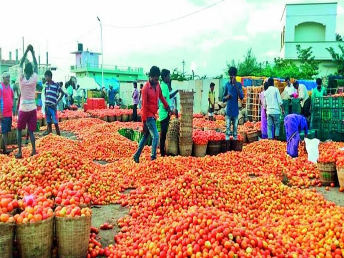 Online Tomato Order: ଏହି ସରକାରୀ ଆପ୍ ଅଧା ମୂଲ୍ୟରେ ମିଳୁଛି ଟମାଟୋ! ଜାଣନ୍ତୁ କିପରି କରିବେ ଅର୍ଡର 