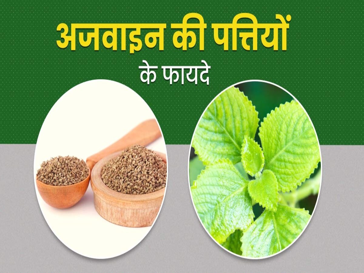 Ajwain or carom leaves benefits ajwain ke patti ke labh kya hain health