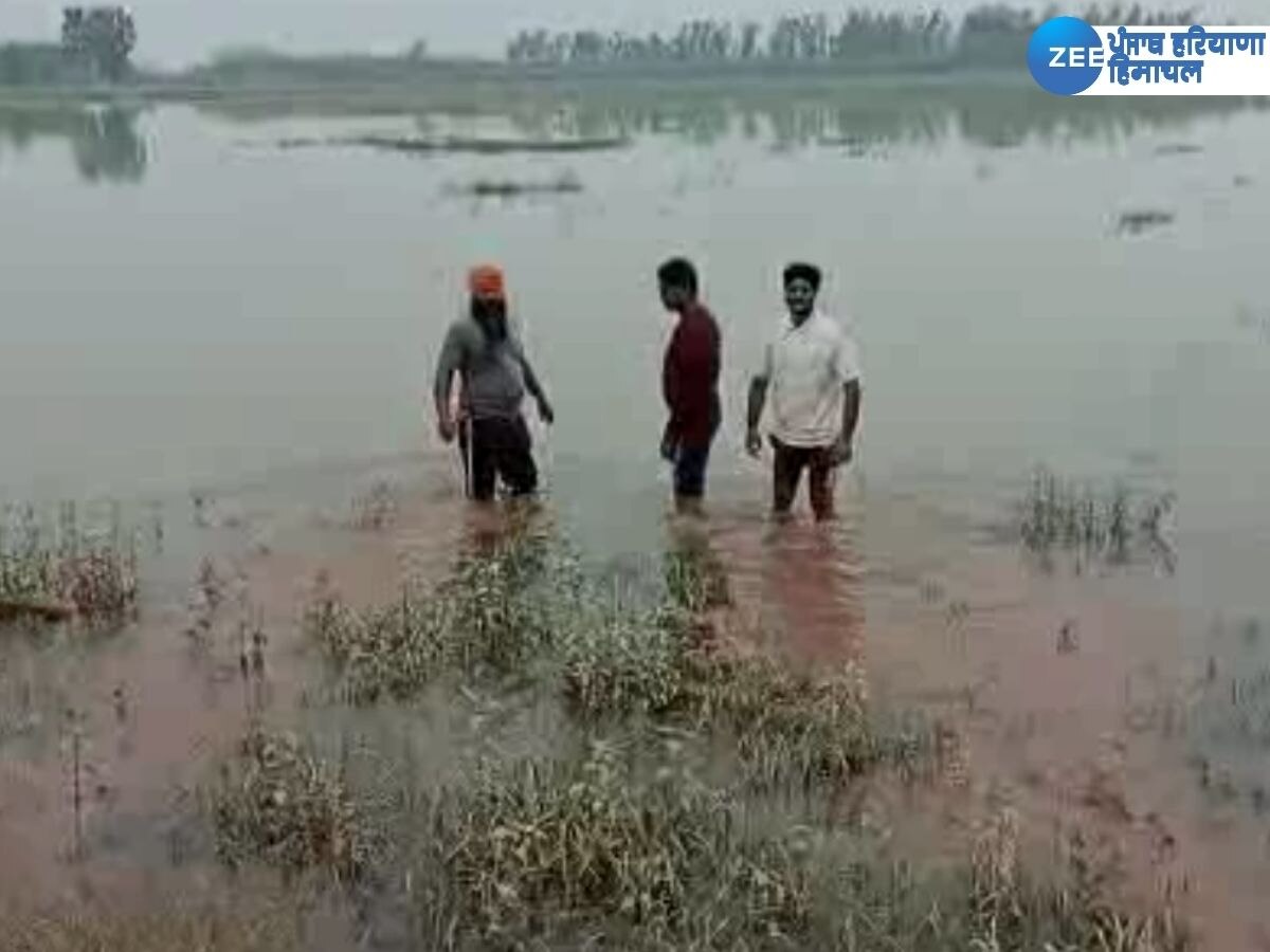 Punjab Flood News: ਭਾਰਤ-ਪਾਕਿ ਬਾਰਡਰ ਦੇ ਨਾਲ ਲੱਗਦੇ 5 ਪਿੰਡ ਅਜੇ ਵੀ ਹੜ੍ਹ ਦੀ ਲਪੇਟ 'ਚ, ਖੇਤਾਂ 'ਚ ਪਾਣੀ ਭਰਨ ਨਾਲ ਫਸਲਾਂ ਹੋਈਆਂ ਤਬਾਹ 