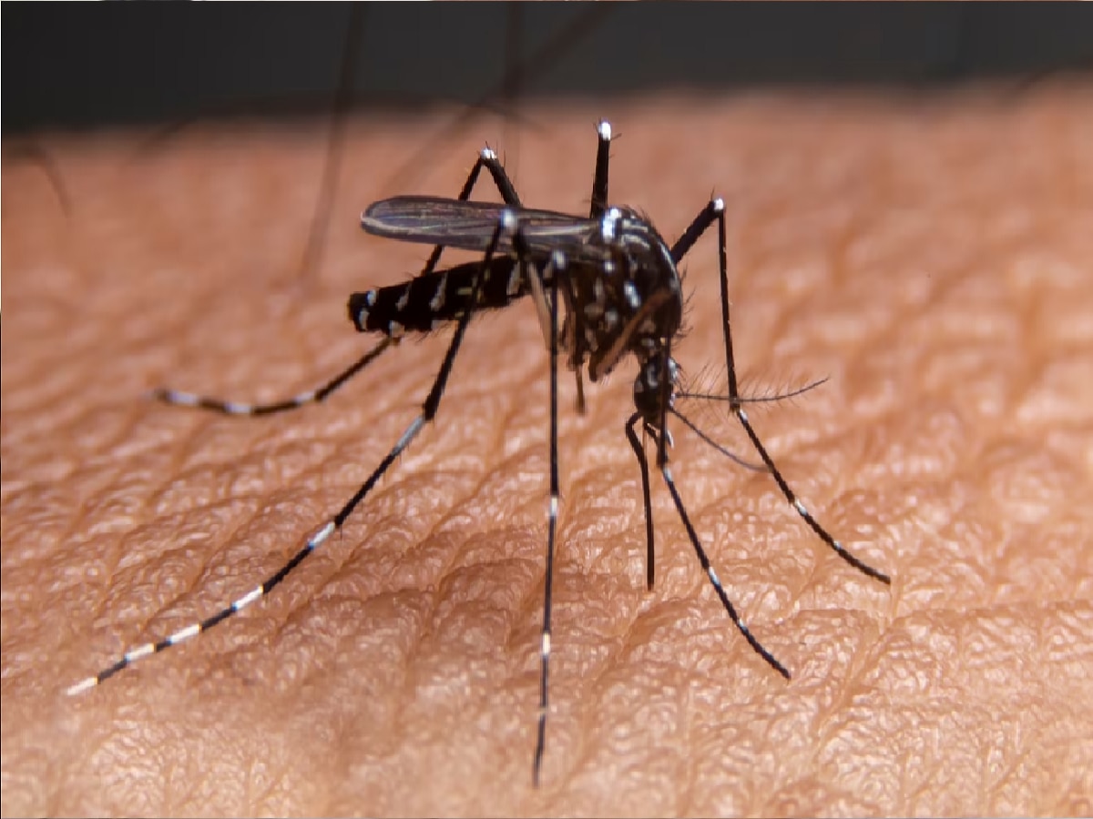 Dengue (फाइल फोटो)
