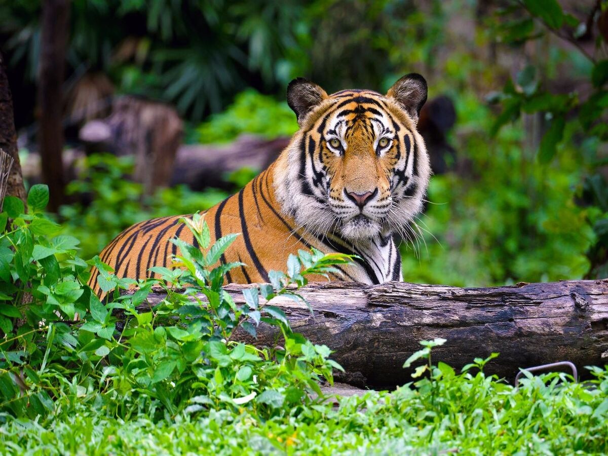 Tiger Population in World: ବିଶ୍ୱର କେଉଁ ଦେଶରେ ଅଛନ୍ତି ସବୁଠୁ ଅଧିକ ବାଘ? ଜାଣନ୍ତୁ