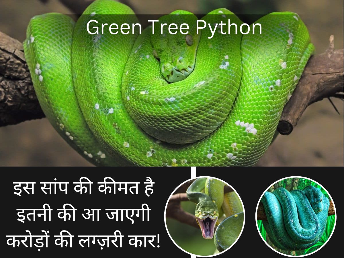 Gk wild life Green Tree Python rare beautiful snake huge demand crores ...