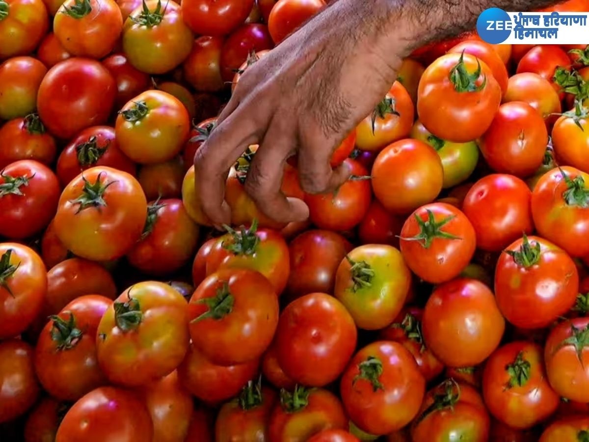 Tomato Price Latest News: ਟਮਾਟਰ ਨੇ ਬਦਲ ਦਿੱਤੀ ਕਰਜ਼ਦਾਰ ਕਿਸਾਨ ਦੀ ਕਿਸਮਤ! 45 ਦਿਨਾਂ 'ਚ ਕਮਾਏ ਕਰੋੜਾਂ ਰੁਪਏ