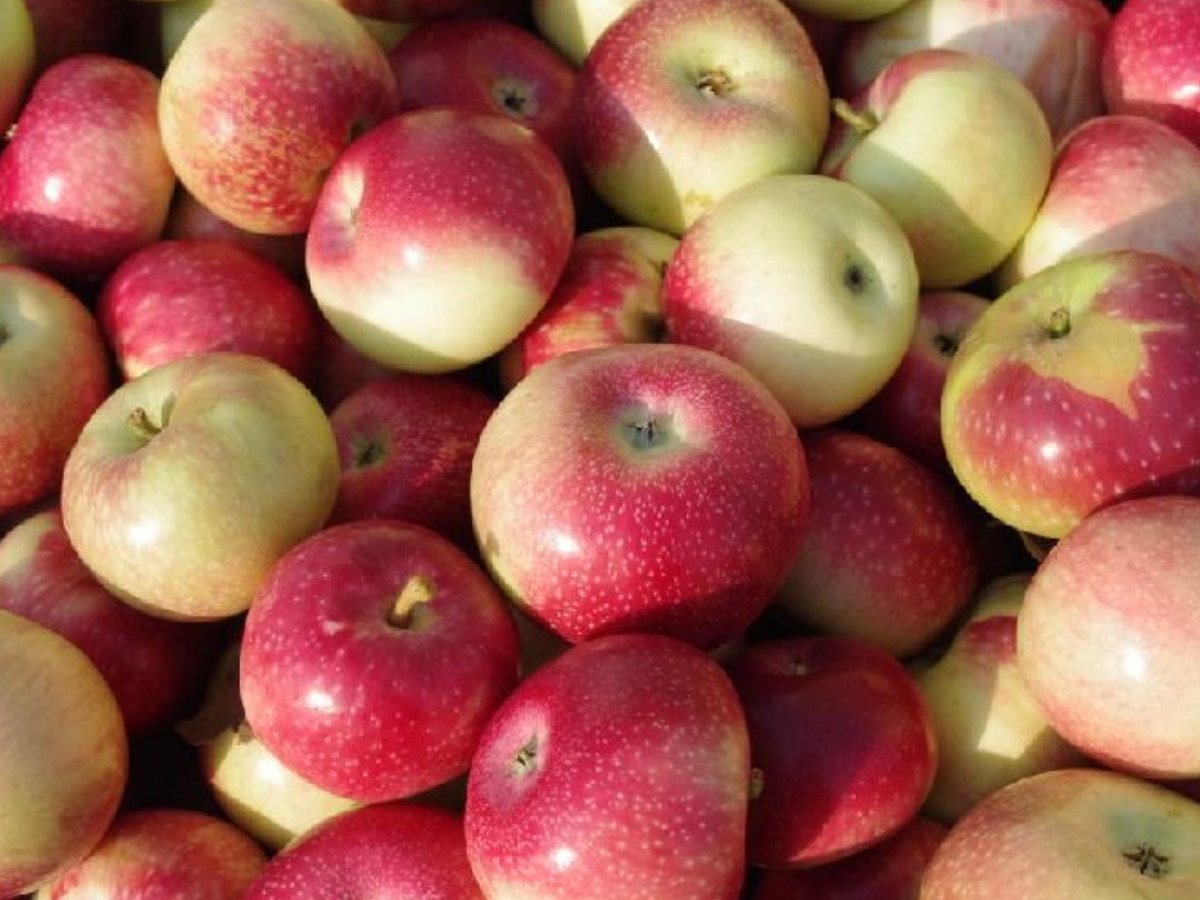 Himachal Apple: हिमाचल प्रदेश में किसान नाले में बहा रहे सेब! जानें क्या है पूरा मामला  