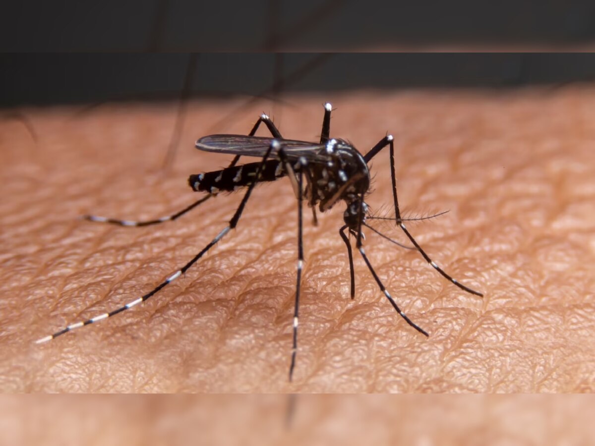 Dengue Cases in Delhi: दिल्ली में डेंगू के नए स्ट्रेन से हाहाकार! जानें इसके लक्षण और बचाव के तरीके