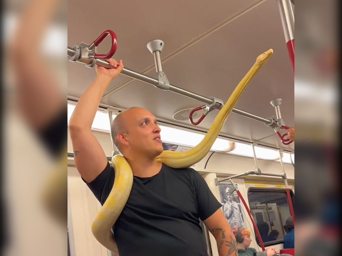 Snake video Giant python wrapped around man neck in metro watch king ...