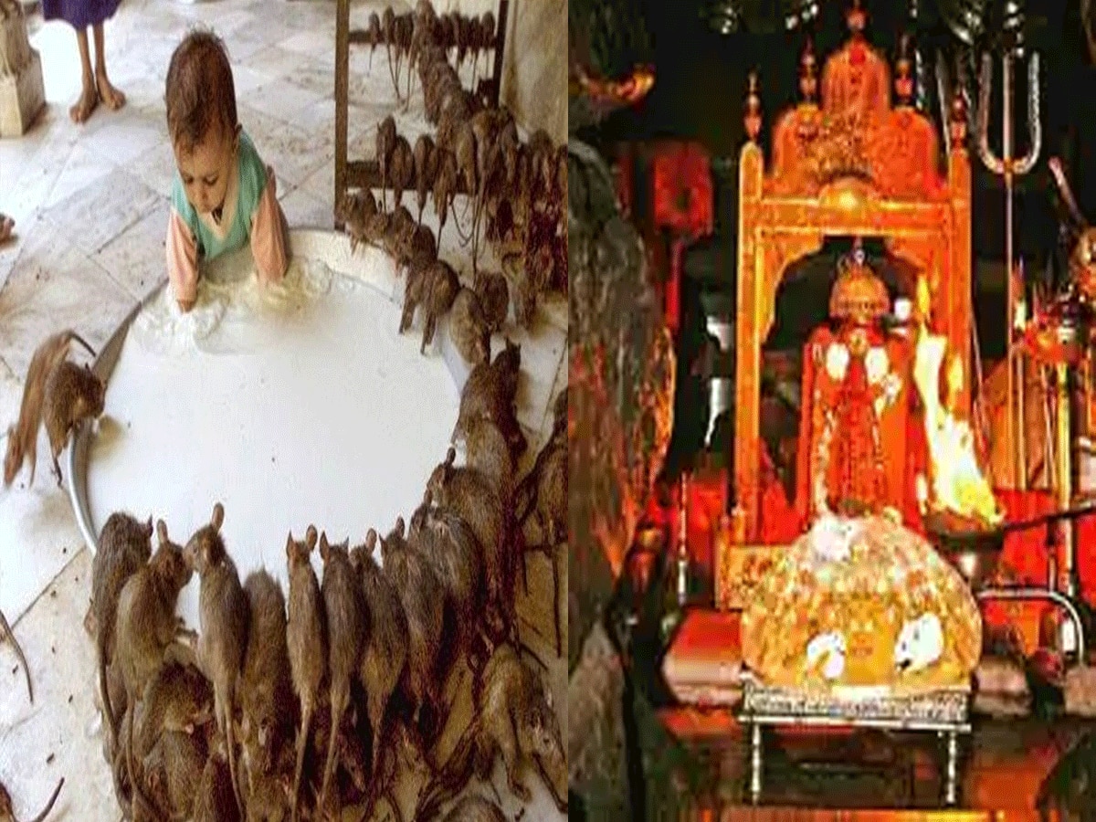 Karni Mata Temple : राजस्थान का चूहों का मंदिर, जहां एक चीज को दिखते ही मनोकामना हो जाती है पूरी