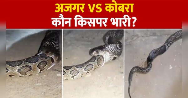 Cobra swallows python after fight most shocking video going viral on ...
