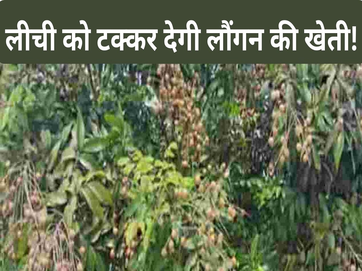 Cultivation of foreign origin fruit clove in Muzaffarpur Muzaffarpur