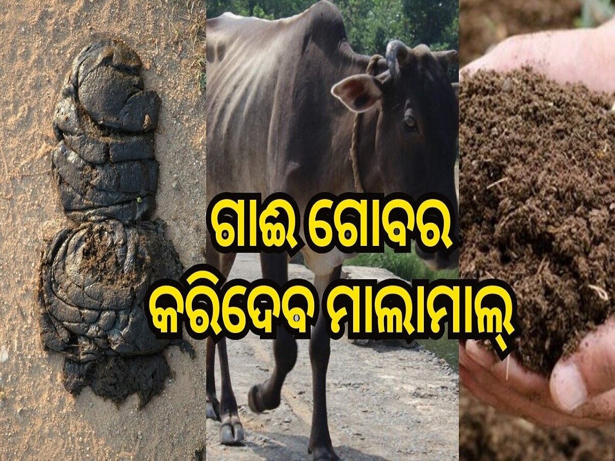 ସାଙ୍କେତିକ ଫଟୋ: Cow dung business