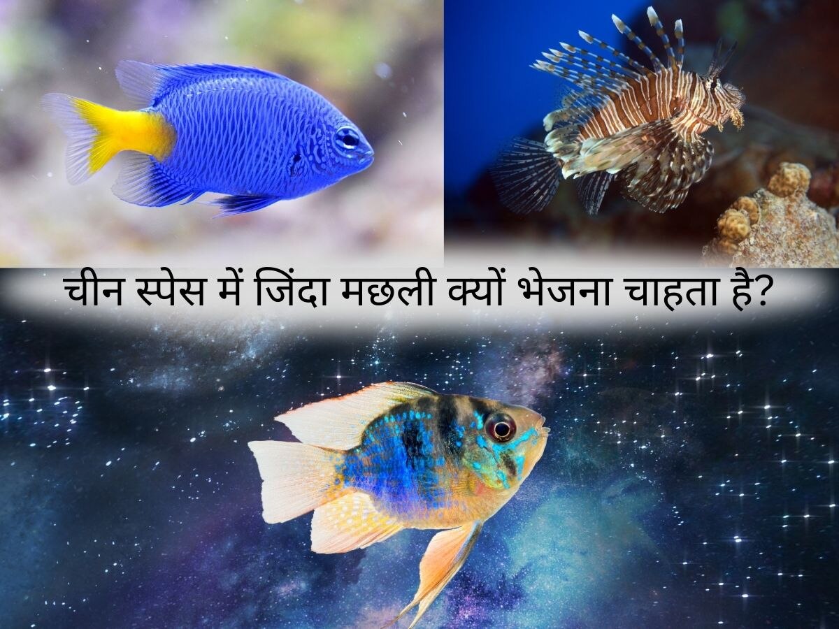 Fish In Space: दुनिया के ये देश भेज चुके हैं अंतरिक्ष में Fish, अब चीन भेजने जा रहा है जिंदा मछली!